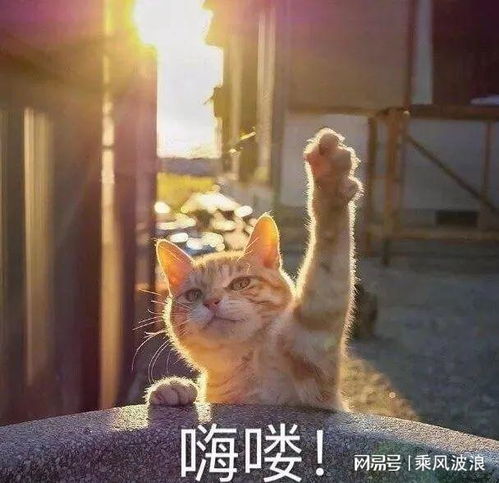 在吗在干嘛打招呼表情包要不要啊