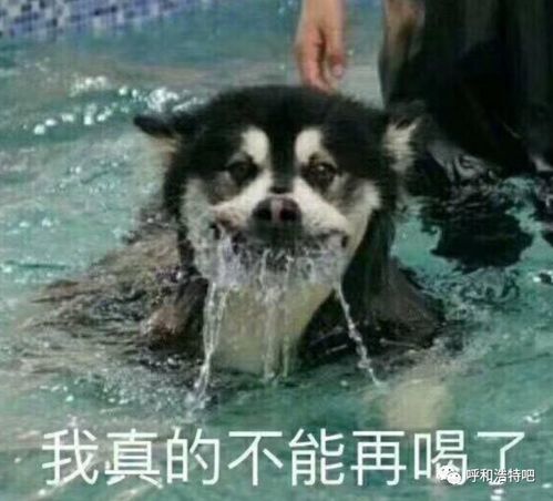 2020年度呼和浩特沙雕新闻大赏
