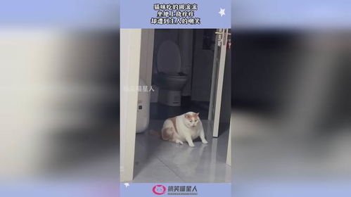 猫咪吃的圆滚滚,坐地上挠痒痒,却遭到主人的嘲笑
