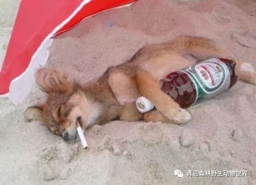 睡觉的表情包搞笑抽烟