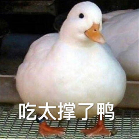 表情包咋肥四鸭小黄鸭喜欢的鸭不出现,出现的鸭不喜欢