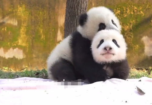 两只熊猫宝宝在打架,小熊猫宝宝拽拽的说小胖子,看我把你摔倒