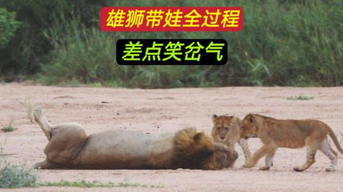 母狮让雄狮带娃,雄狮只想睡觉,它的样子很搞笑