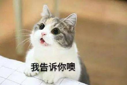 爱猫,从注意绳命安全开始