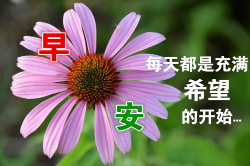 早上好漂亮表情祝福图片,平安祝福早上好问候祝福语