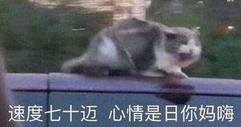 表情包表情包这种东西,我有很多