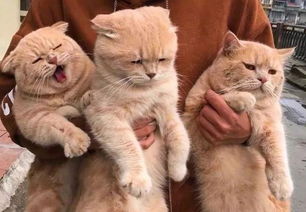主人抱着3只橘猫,中间的猫总被欺负,满脸不开心宝宝委屈