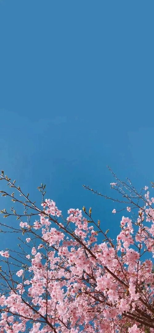 壁纸这组壁纸太适合春天了