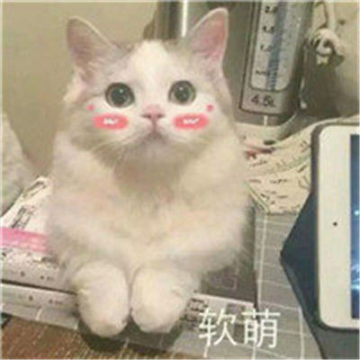 做表情包的文字搞笑营口