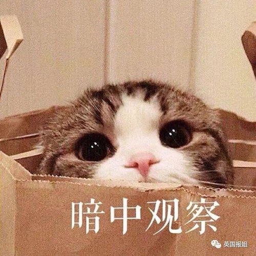 好莱坞强制掰直gay鲜肉男星,配新娘逼迫形婚,这是人干事