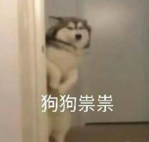 救命春节迷惑行为又来了
