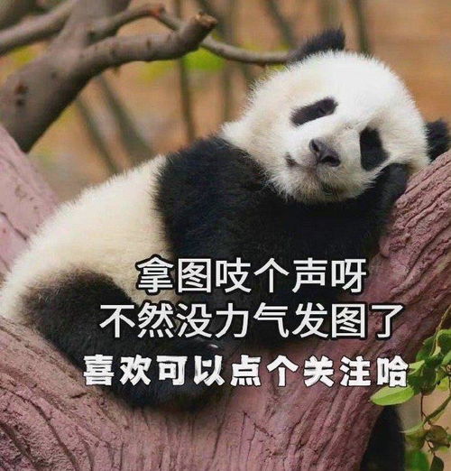 熊猫心跳的表情包废纸