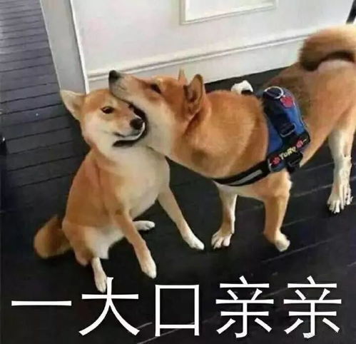 我用一个表情包就撩到了现任搜狐搞笑搜狐网