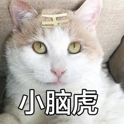 第一期猫界表情包pk,刘二豆瓜皮等众多猫星中谁会成最大赢家