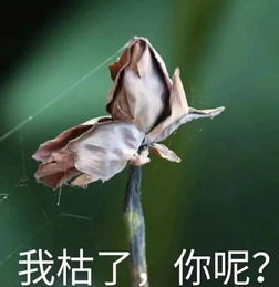 据说是今年最实用的表情包,实在是太接地气了哈哈哈