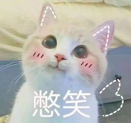 靠的表情包猫生