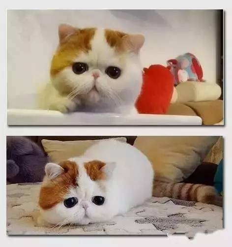 近年网络猫明星大盘点