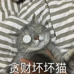 péngyúyàn惊现锡城壕气网红喵女主花费数百万元为爱猫庆生