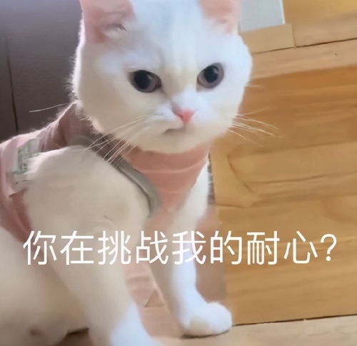 斗图表情包合集能和你过圣诞节吗