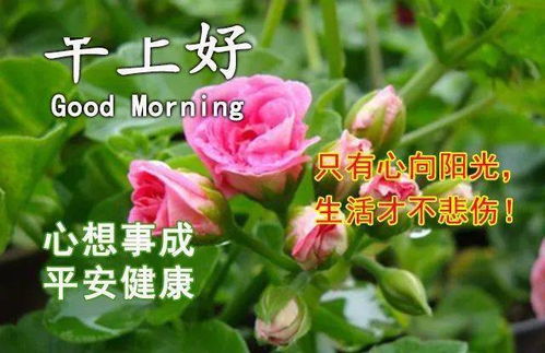 微信早上好唯美问候语表情包图片精选,非常美的早晨好暖心祝福表情图片大全