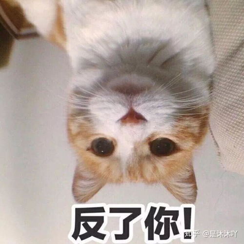 睡醒表情包猫咪