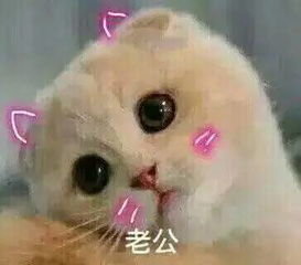 可爱动物在哪里