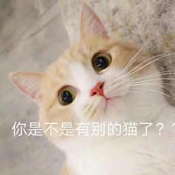 独家爆料鄂尔多斯居然空降1000只萌宠到底是谁来了