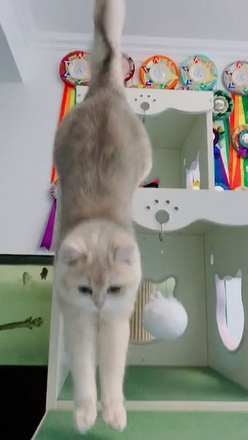 乖乖这猫真腻害啊猫萌猫