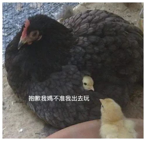 搞笑gif发生了什么为什么要烘手机