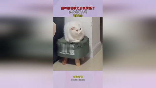 猫咪被说教之后表情亮了,多大点事儿啊,那咋啦