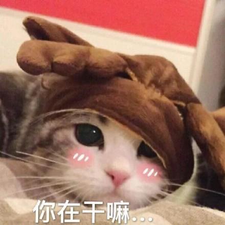 在干嘛系列斗图表情包合集在干嘛鸭,北鼻