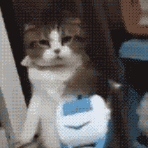 别再被猫咪软萌可爱的外表欺骗了,猫小拳拳捶你胸口