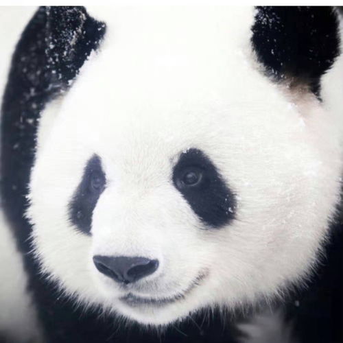大熊猫萌兰8岁生日快乐和花和叶生日快乐