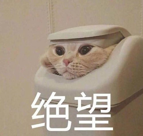 我今天吃了三十个汤圆,要撑死了楼主遛弯回来了...