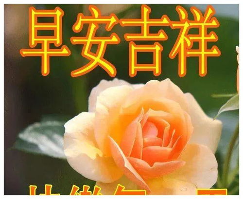发朋友圈早安吉祥问候语表情图片,12句治愈系情感句子
