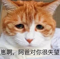 呆萌qq表情包