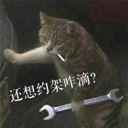 喵界江湖,谁主沉浮即将上演,胆小慎入