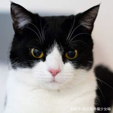 两只猫抱一起表情包巨贵