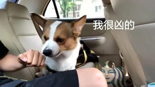 如何惹怒一只柯基咬是不敢咬,只要表情到位也能赢