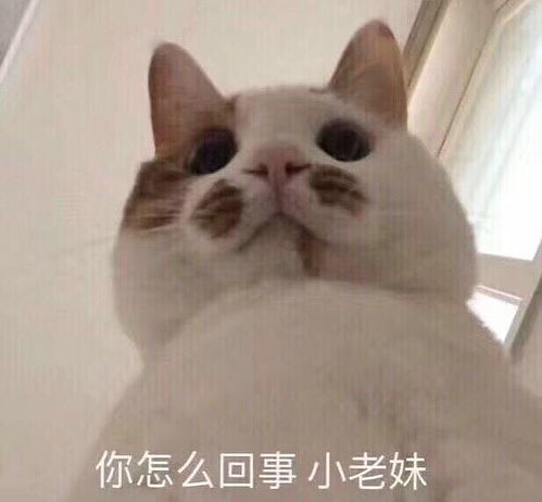 你不行啊小老弟表情包脑子