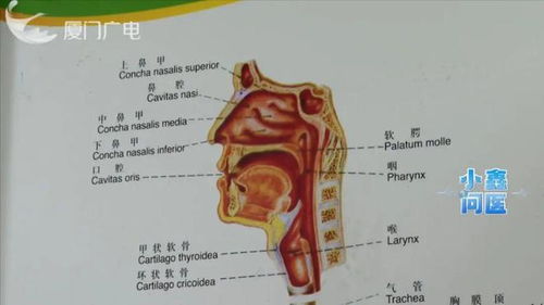 喉咙长泡大人小孩都会中招,厦门这类患者明显增多