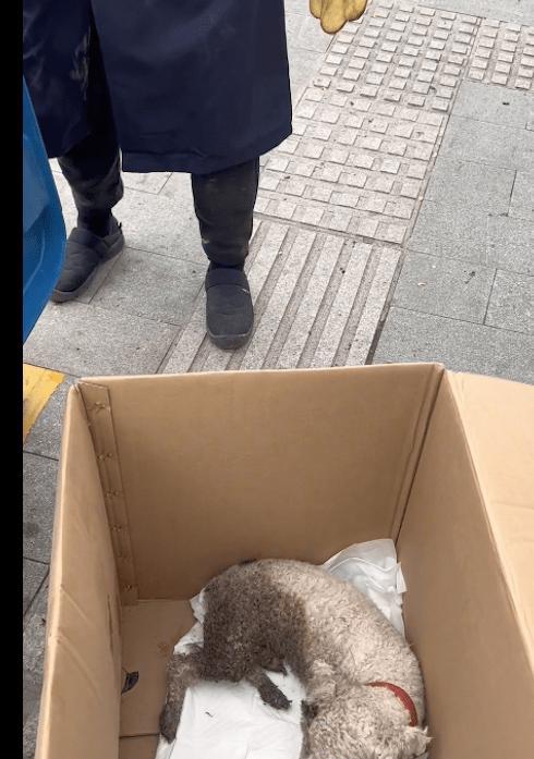 狗狗走丢后先被投毒,又遇车祸被扔进垃圾桶,绝望眼神让人破防了
