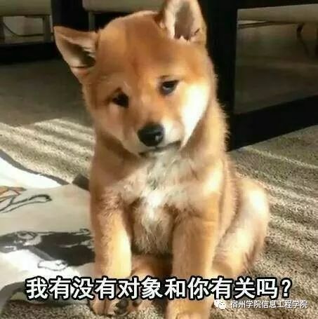 不得不吃的狗粮爸妈赠