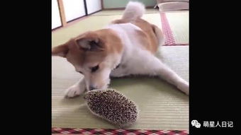 汪星人想和刺猬一起玩耍却又怕被刺伤,真捉急
