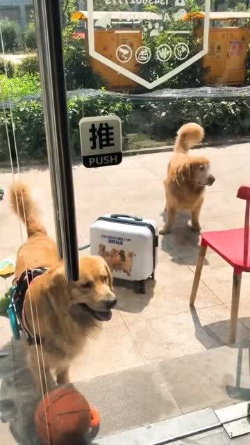 跟狗狗们闹着玩呢,看到它们最后失落的表情,心里真不好受