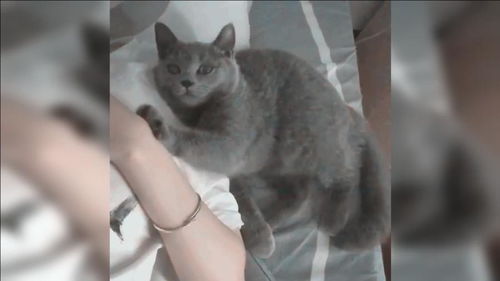 这只猫太聪明了,居然在给主人挠痒痒,搞得我都想养一只了
