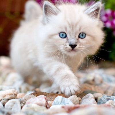 小白猫小灰猫表情包