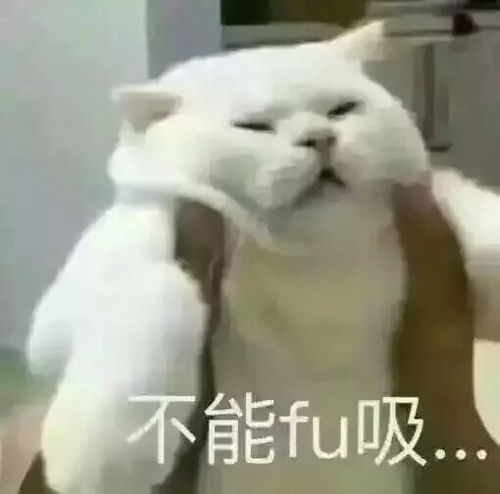 猫猫表情包堆糖,美好生活研究所