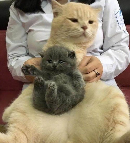 猫猫头上有个八字纹,抬起头来,简直是笑喷融化了
