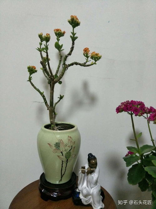 花了3年时间,把长寿花养成长寿树,掌握3个要点,1分钟学会